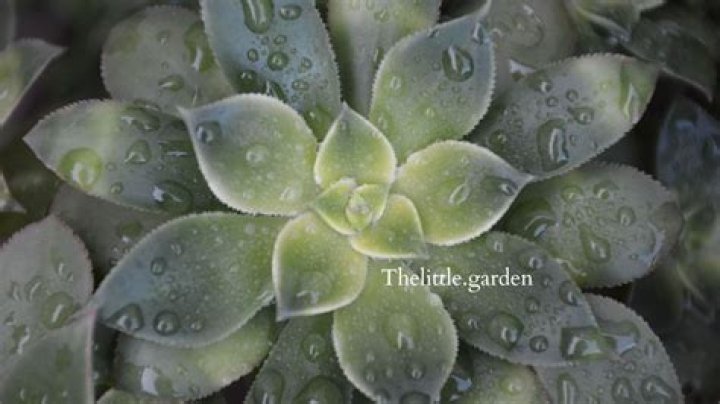 Can succulents stay outside in rain?