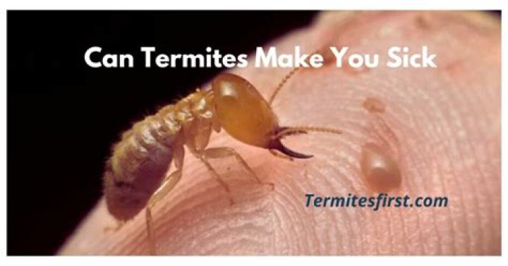 Can termites make you sick?