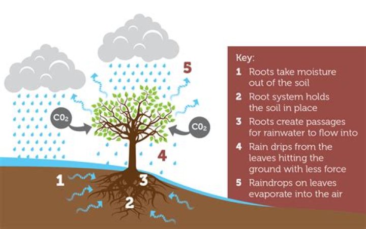 Can trees bleed water?