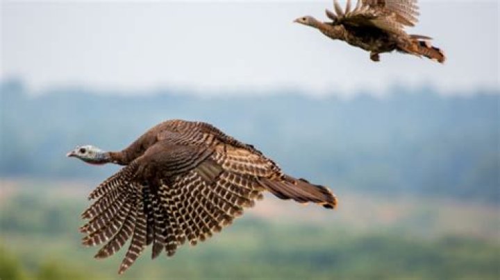 Can turkeys fly?