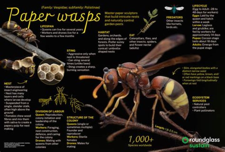 Can wasp drown?