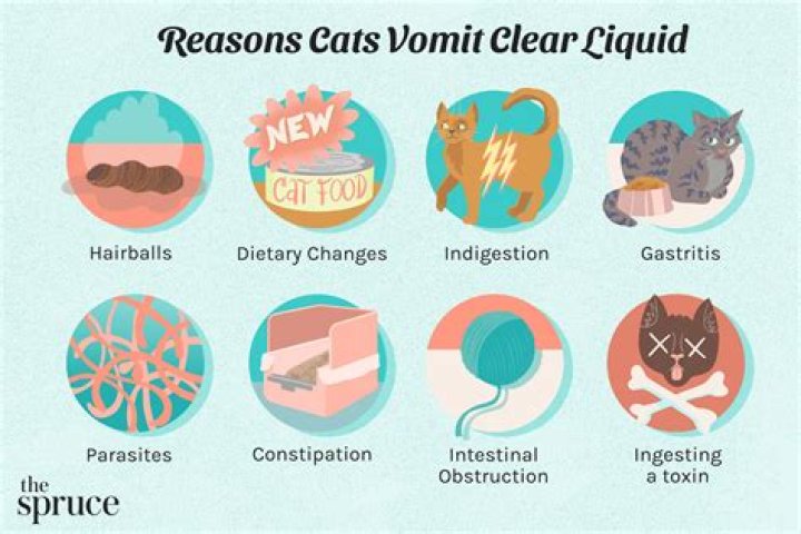 Can well water make cats sick?