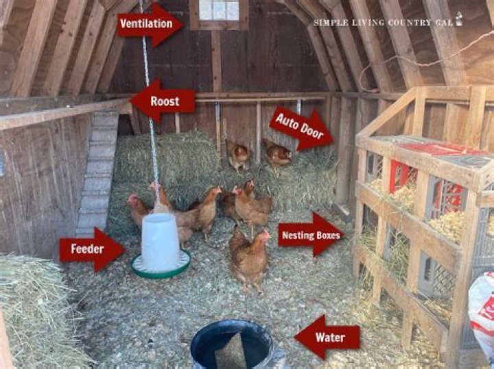 Can you bond with a chicken?