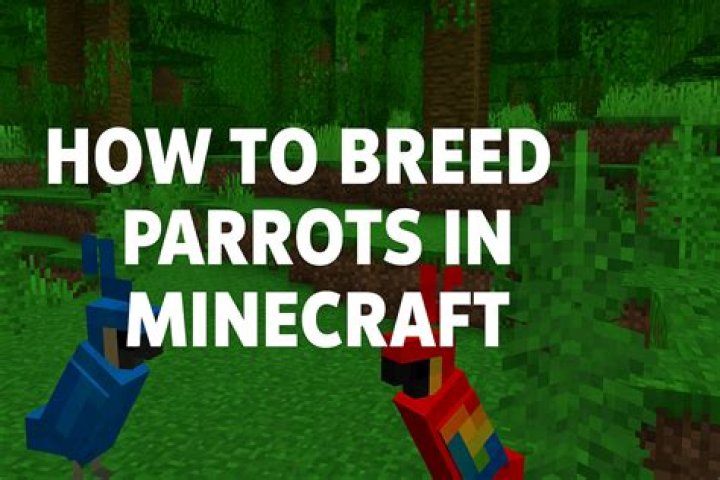 Can you breed parrots with cookies in Minecraft?