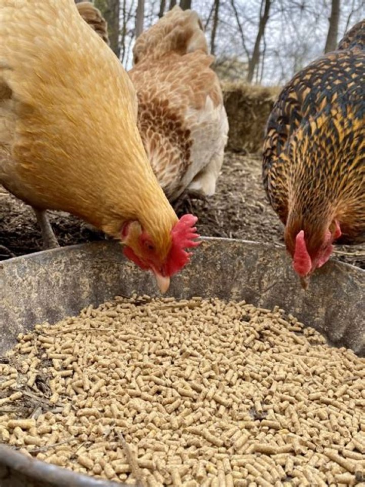 Can you feed chickens once a day?