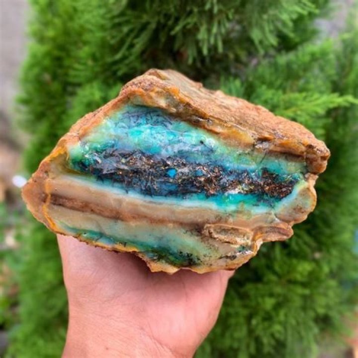 Can you find opal in petrified wood?