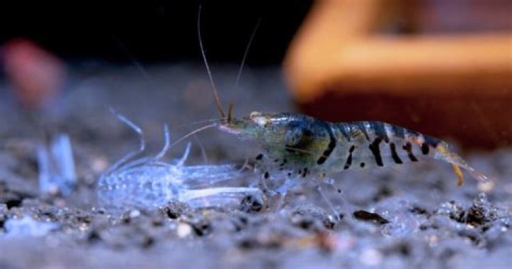 Can you fish with dead shrimp?