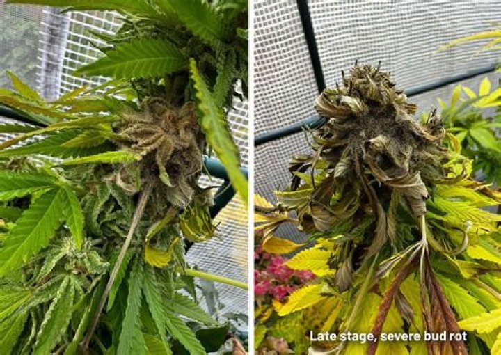 Can you get bud rot after harvest?