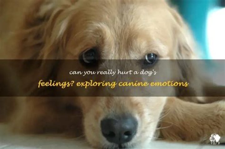Can you hurt a dog's feelings?