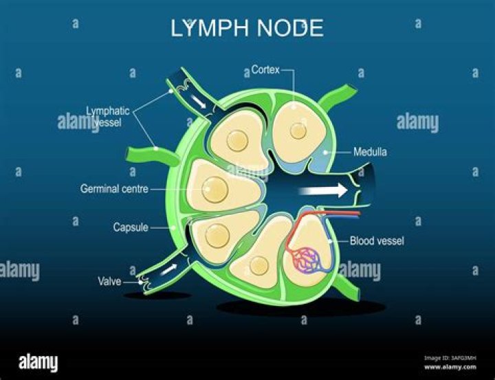 Can you irritate a lymph node by touching it?