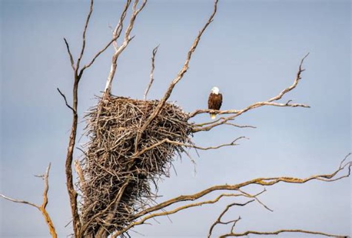 Can you own an eagle in California?