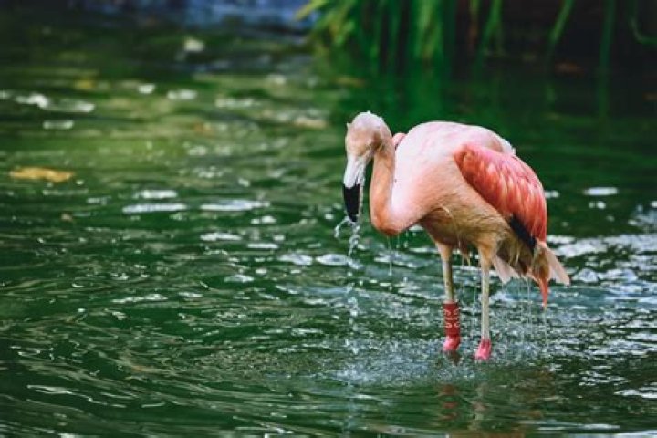 Can you pet flamingos?