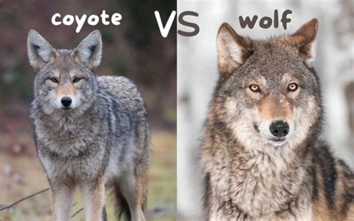 Can you ride a wolf in Valhalla?