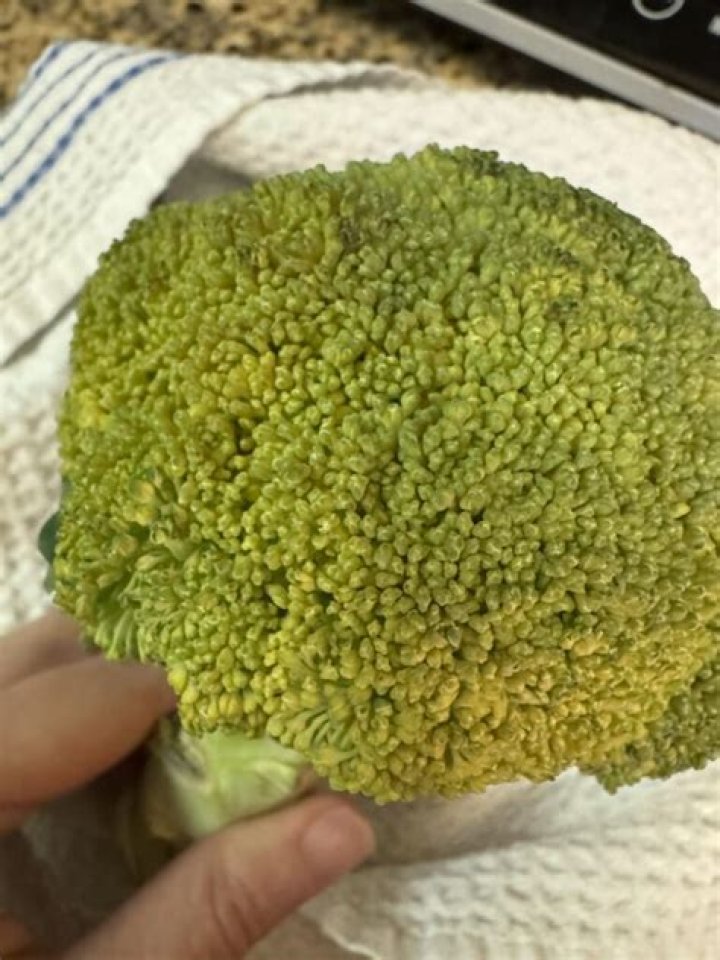 Can you still eat broccoli when it turns brown?