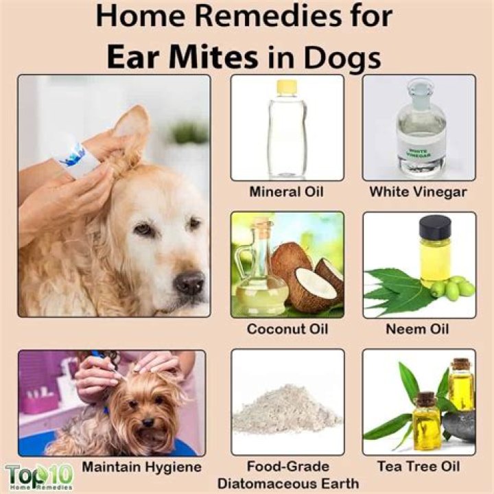 Can you use extra virgin olive oil in dogs ears?