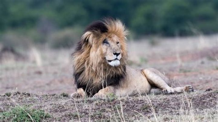 Did lions ever live in England?