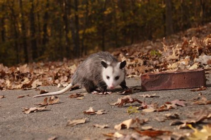 Do all possums carry leptospirosis?