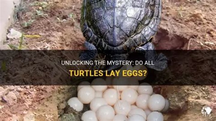 Do all turtles lay eggs?