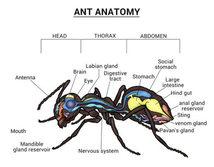 Do ants have a brain?