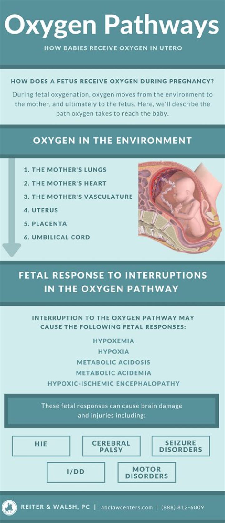 Do babies in the womb breathe?