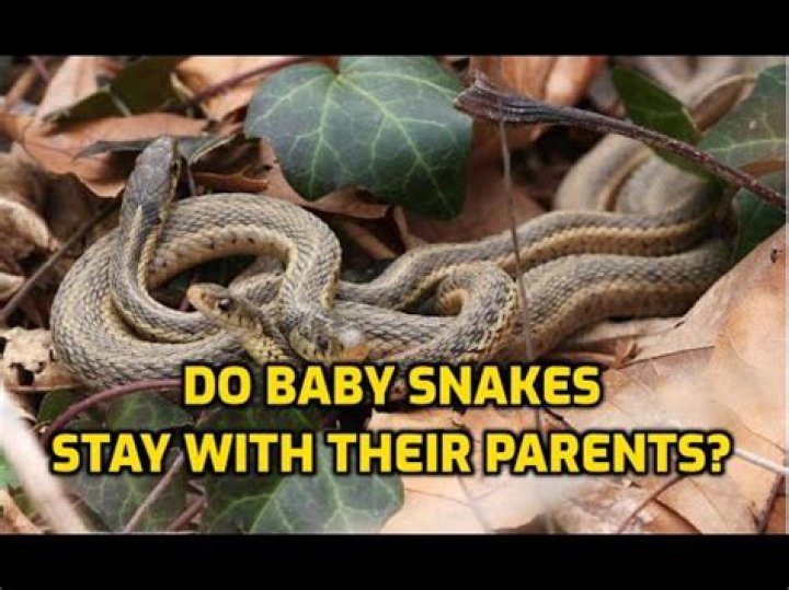 Do baby snakes stay near their mother?
