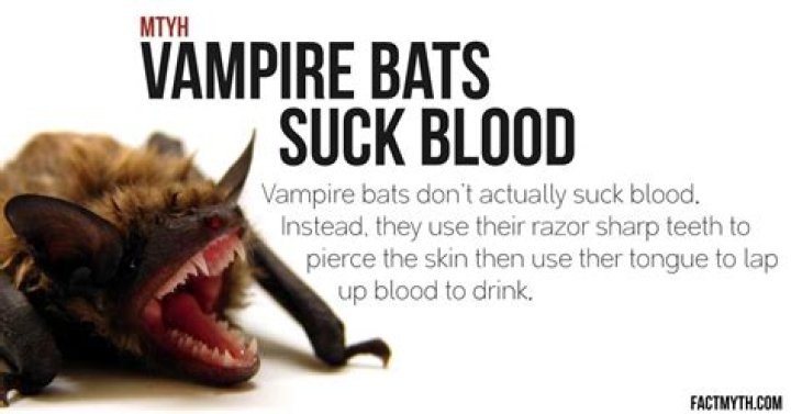 Do bats suck blood?