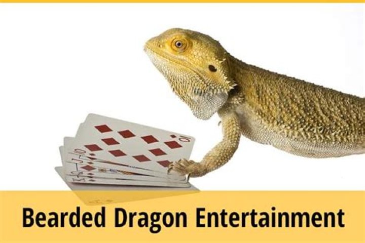 Do bearded dragons like to play?