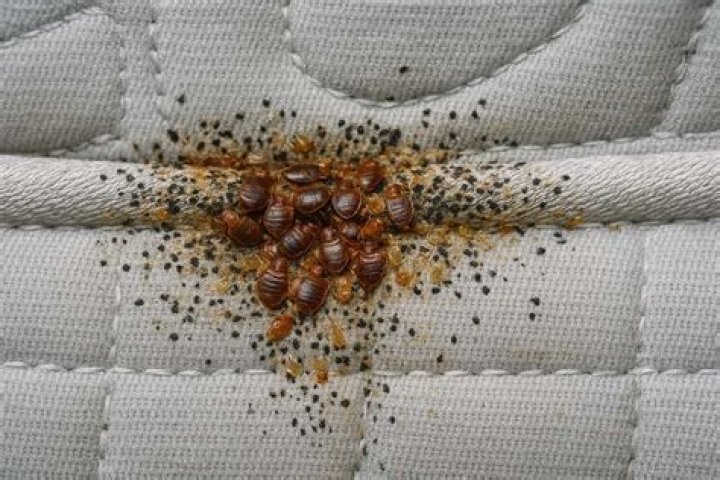 Do bedbugs bite your scalp?