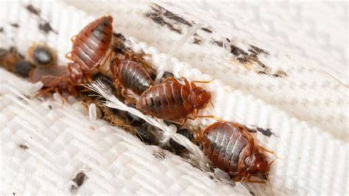 Do bedbugs follow you?