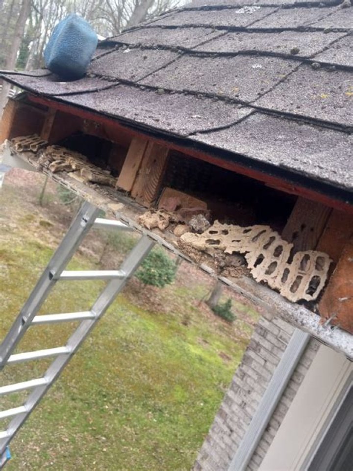 Do bees nest in roof spaces?