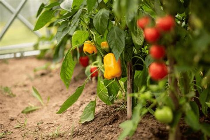 Do bell peppers need a trellis?