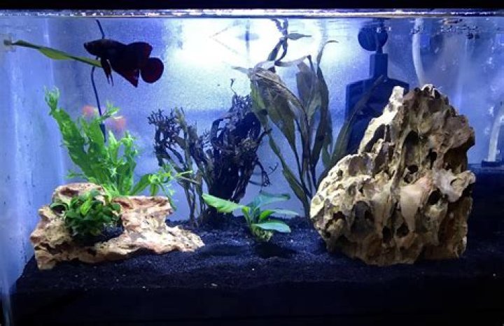 Do Bettas like heavily planted tanks?
