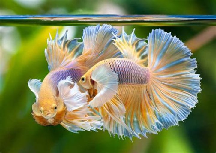 Do bettas watch TV?