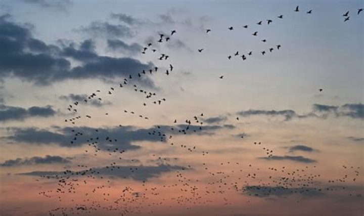 Do birds cry sad?