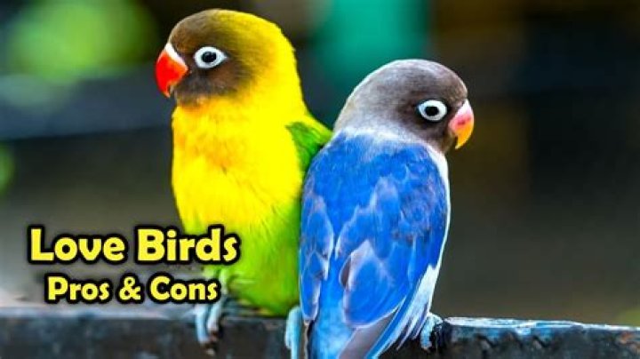 Do birds love you?