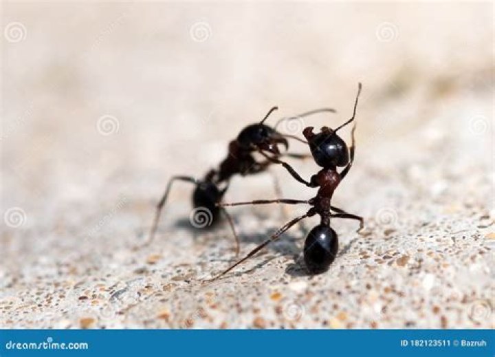 Do black ants fight each other?