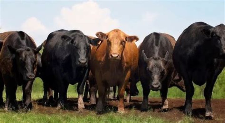 Do bulls produce milk?