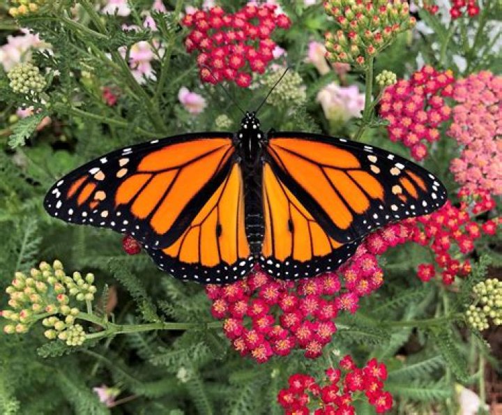 Do butterflies have DNA?
