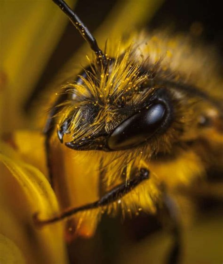 Do carpenter bee stings hurt?