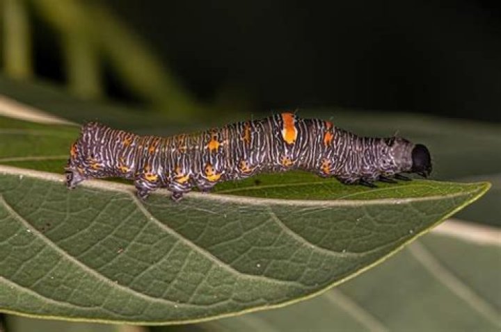 Do caterpillars pee?