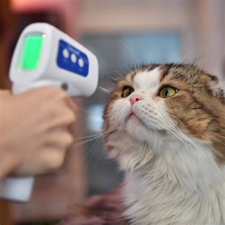 Do cats get Covid?