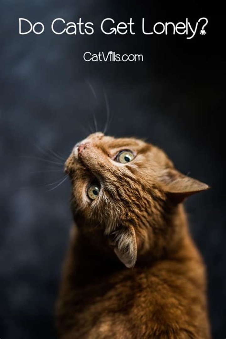 Do cats get lonely by themselves?
