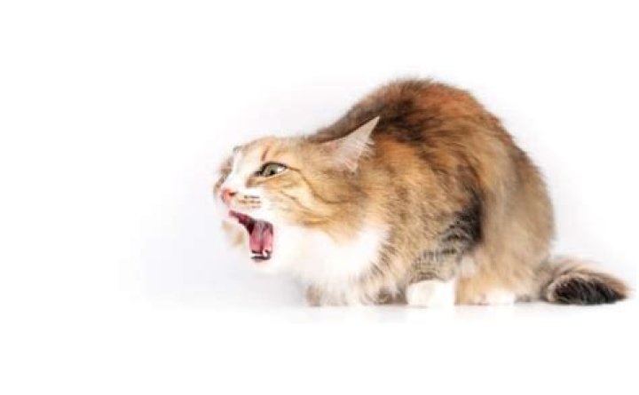 Do cats have a gag reflex?