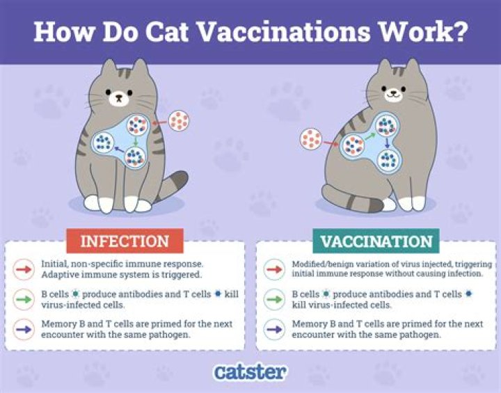 Do cats like when you meow?