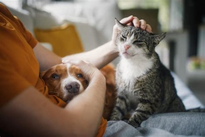 Do cats Think you're their mother?