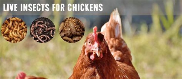 Do chickens attract roaches?