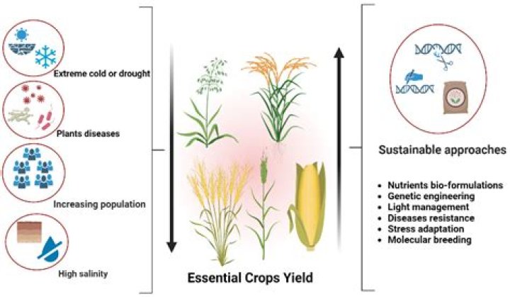 Do clones yield less?