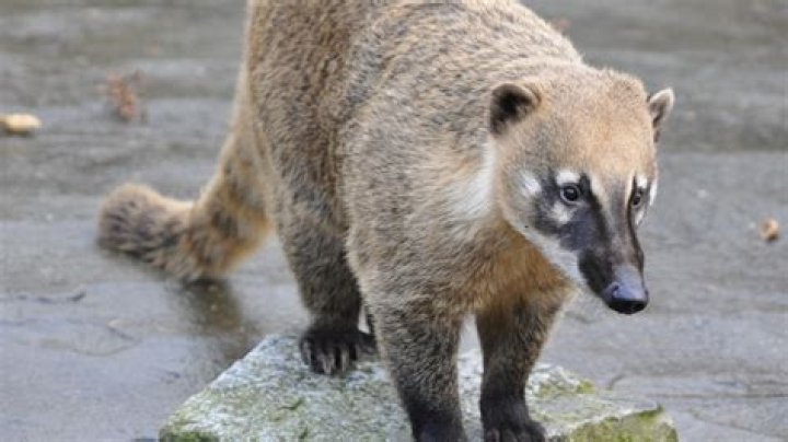 Do coatis carry diseases?