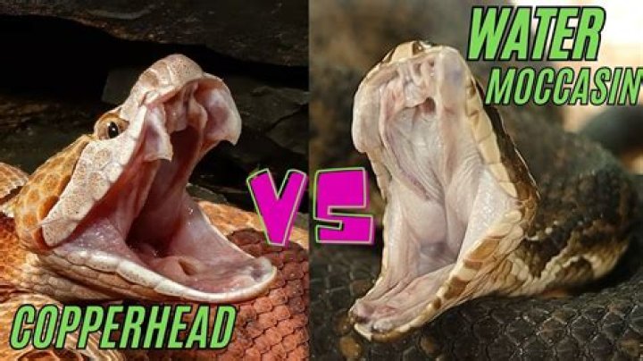 Do copperheads give a warning?