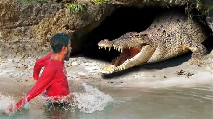 Do crocodiles feel fear?
